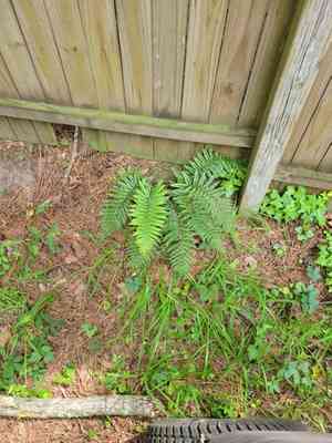 Korean tasselfern(Polystichum polyblepharum)
