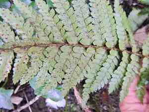 Korean tasselfern(Polystichum polyblepharum)