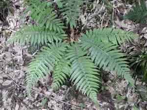 Korean tasselfern(Polystichum polyblepharum)