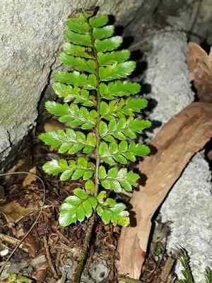 Korean tasselfern(Polystichum polyblepharum)