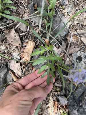 Nuttall's Prairie Parsley(Polytaenia nuttallii)