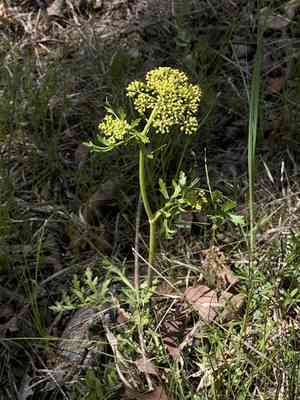 Nuttall's Prairie Parsley(Polytaenia nuttallii)