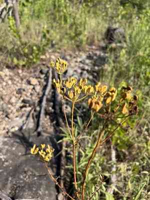 Nuttall's Prairie Parsley(Polytaenia nuttallii)