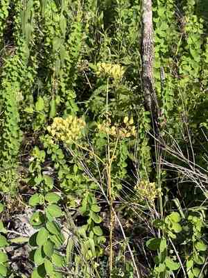 Nuttall's Prairie Parsley(Polytaenia nuttallii)