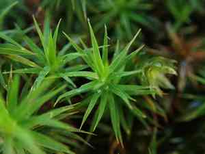 Bank hair moss(Polytrichastrum formosum)
