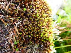 Polytrichum moss(Polytrichum piliferum)