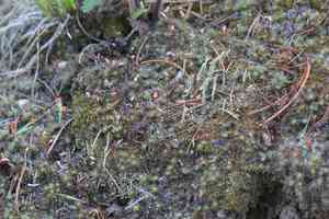 Polytrichum moss(Polytrichum piliferum)
