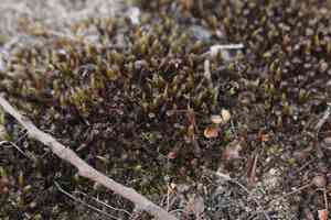 Polytrichum moss(Polytrichum piliferum)