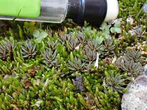 Polytrichum moss(Polytrichum piliferum)