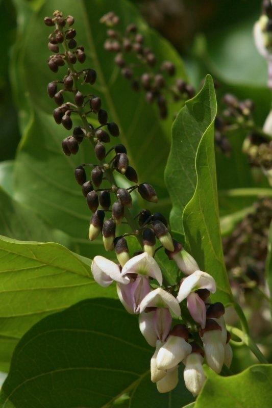 Pongamia Pinnata Tree Roots Pongame Oiltree (Pongamia pinnata) Care Guide: Pests, Diseases ...
