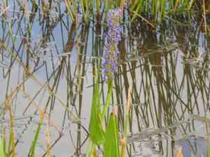 Pickerelweed(Pontederia cordata)