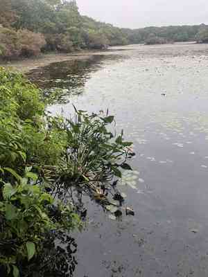 Pickerelweed(Pontederia cordata)