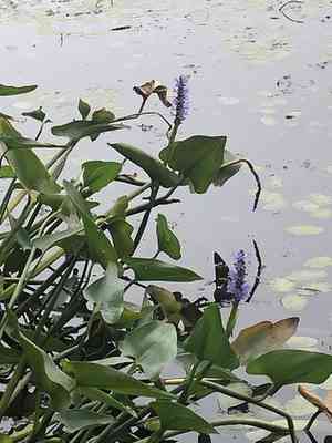 Pickerelweed(Pontederia cordata)
