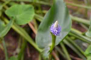 Pickerelweed(Pontederia cordata)