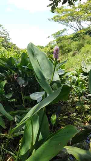Pontederia sagittata(Pontederia sagittata)