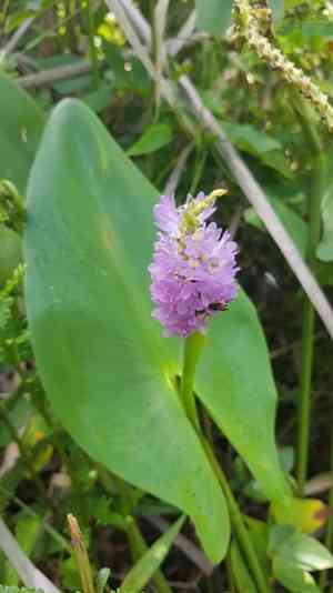 Pontederia sagittata(Pontederia sagittata)