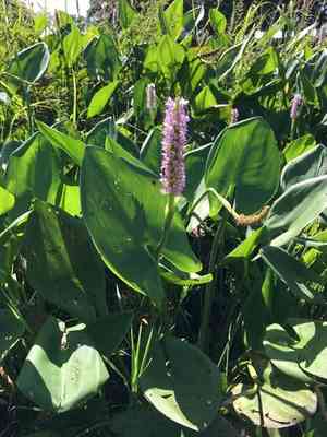 Pontederia sagittata(Pontederia sagittata)