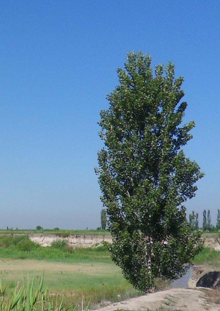 White poplar