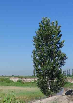 White poplar(Populus alba)