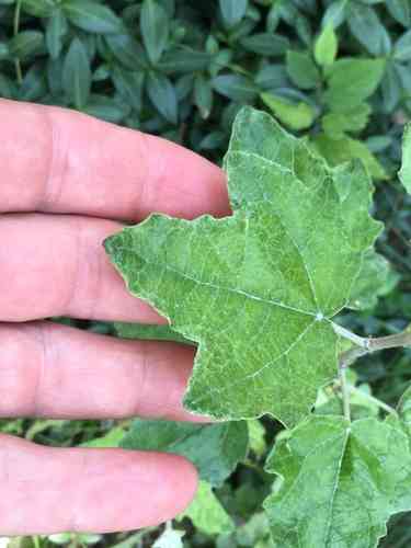 White poplar(Populus alba)
