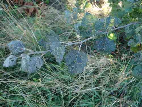 White poplar(Populus alba)