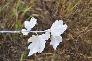 White poplar(Populus alba)