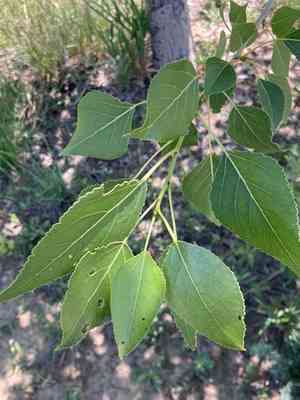 Narrowleaf cottonwood(Populus angustifolia)