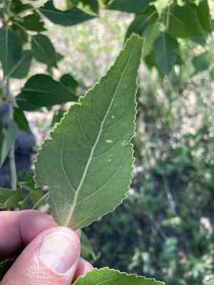 Narrowleaf cottonwood(Populus angustifolia)
