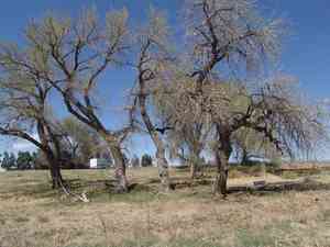 Narrowleaf cottonwood(Populus angustifolia)