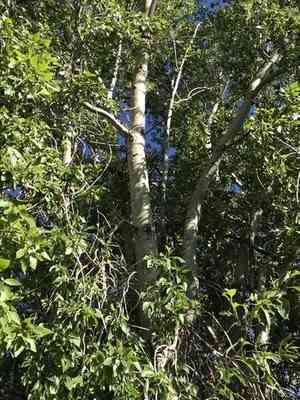 Narrowleaf cottonwood(Populus angustifolia)