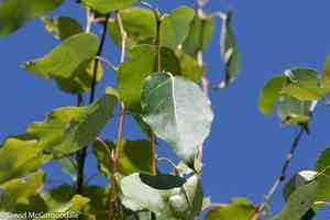 Balsam poplar(Populus balsamifera)