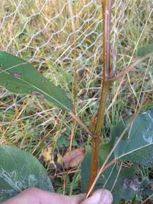 Balsam poplar(Populus balsamifera)