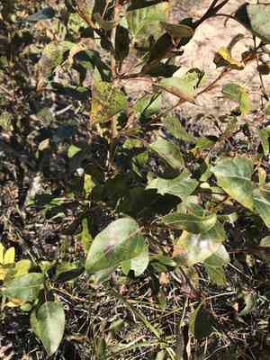 Balsam poplar(Populus balsamifera)