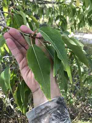 Balsam poplar(Populus balsamifera)