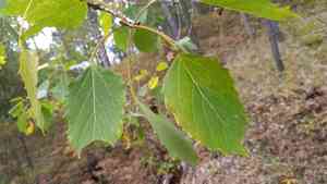 Big-tooth aspen(Populus grandidentata)