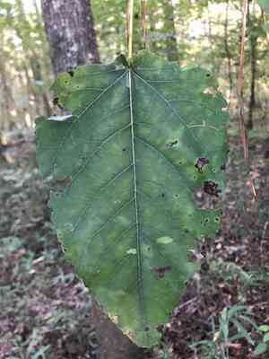 Swamp cottonwood(Populus heterophylla)