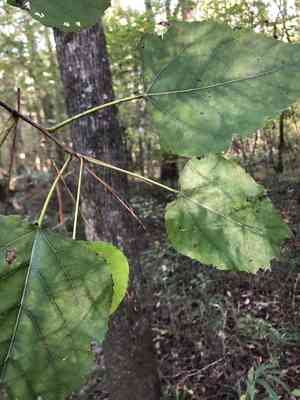 Swamp cottonwood(Populus heterophylla)