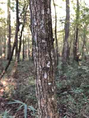 Swamp cottonwood(Populus heterophylla)