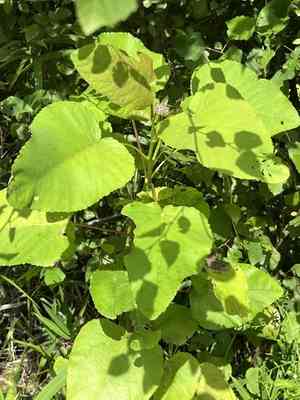 Swamp cottonwood(Populus heterophylla)