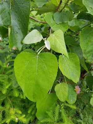 Swamp cottonwood(Populus heterophylla)