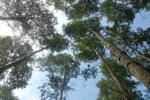 European aspen(Populus tremula)