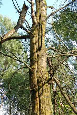 European aspen(Populus tremula)