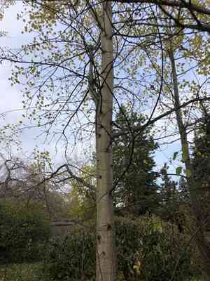 European aspen(Populus tremula)