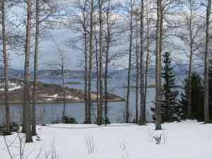 European aspen(Populus tremula)