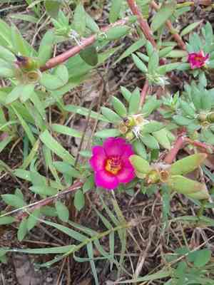 Paraguayan purslane(Portulaca amilis)