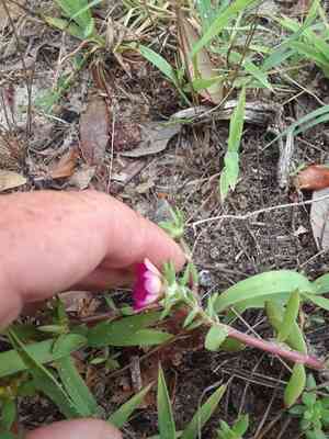 Paraguayan purslane(Portulaca amilis)