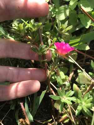 Paraguayan purslane(Portulaca amilis)