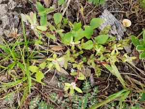 Paraguayan purslane(Portulaca amilis)