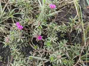 Kiss-me-quick(Portulaca pilosa)