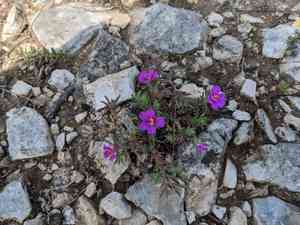 Kiss-me-quick(Portulaca pilosa)